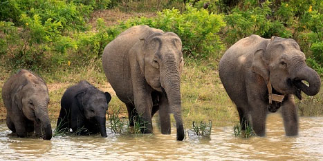 elephanta-with-family