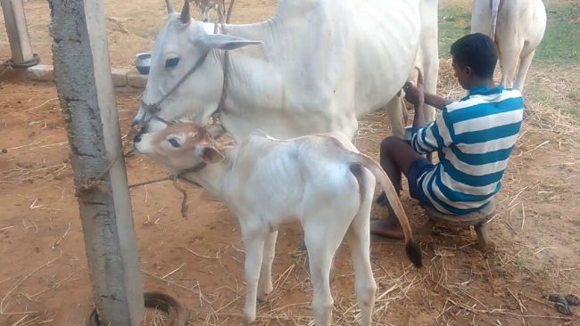 cow acalf milk