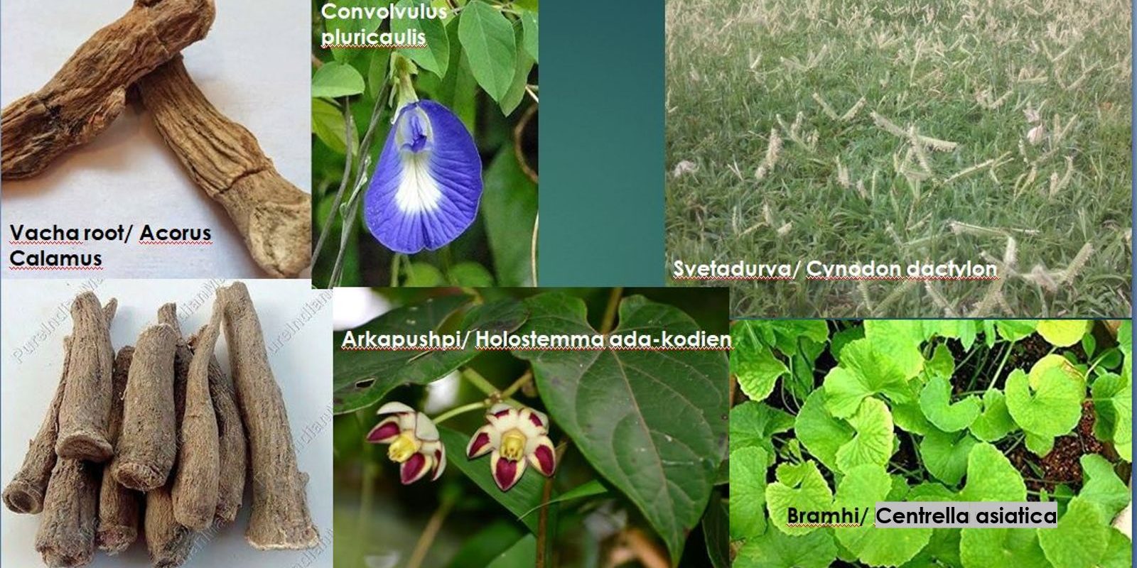 herbs for pregnant women