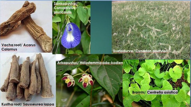 herbs for pregnant women